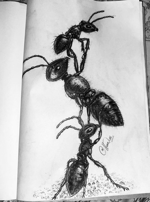 A detailed black ink sketch in a sketchbook depicts three ants stacked vertically, rendered with fine linework and shading, signed "@Marlen." The artwork is shared in response to @madamayo_ 's ant sketch as a hand-drawn entry for @ant_clubz, showcasing the free mint's emphasis on unique, hand-crafted illustrations.
