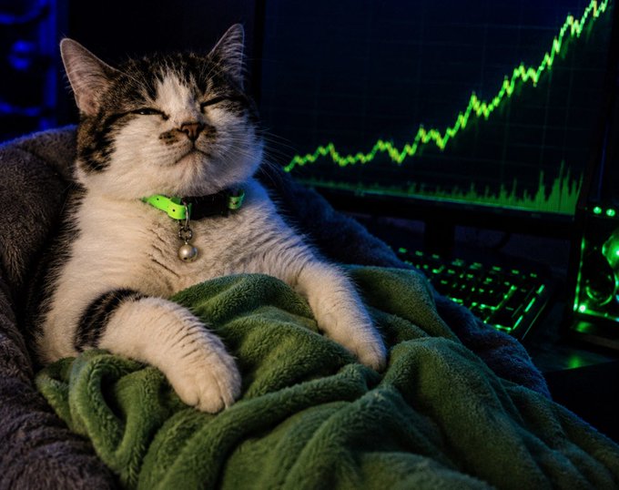 A content-looking cat wearing a green collar rests on a green blanket in front of a computer monitor displaying an upward-trending green line chart.