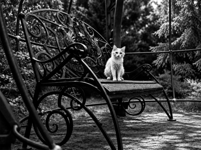 A black and white photo of a white kitten sitting on an ornate wrought iron garden swing chair with decorative scrollwork, surrounded by trees and foliage.