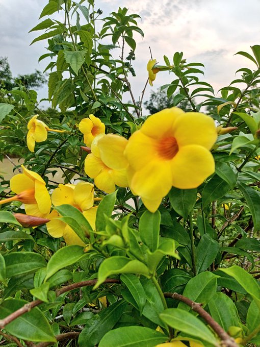 The image features a close-up view of yellow flowers with green leaves, likely a type of daffodil or crocus. The flowers are surrounded by lush green foliage, creating an overall sense of freshness and vitality. In the background, there is some text that reads "Good morning my X family how’s everyone doing today? @NomismaNetwork 3look bullish on @useTria @TheARCTERMINAL". This suggests that someone has posted a photo of these flowers to share with their online community or for personal enjoyment. The image seems to be related to the post, as it is captioned in a way that aligns with the content displayed in the picture.