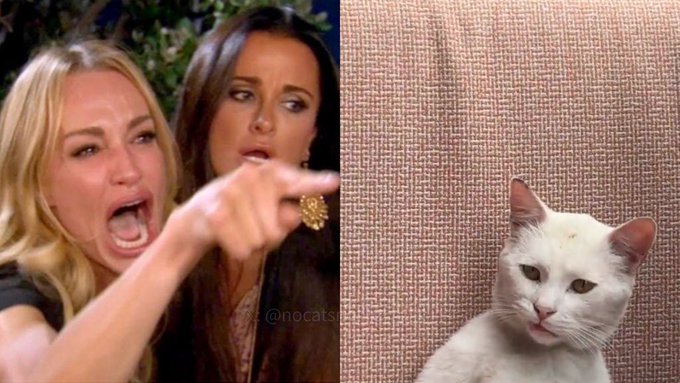 A side-by-side meme showing two women yelling in shock on the left, contrasted with an unimpressed white cat on the right, with the watermark @nocats_______