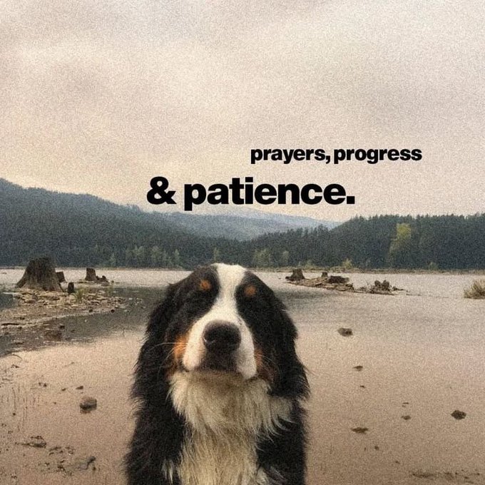 An inspirational meme featuring a Bernese Mountain Dog standing in shallow water with misty mountains in the background, overlaid with text 'prayers, progress & patience.'