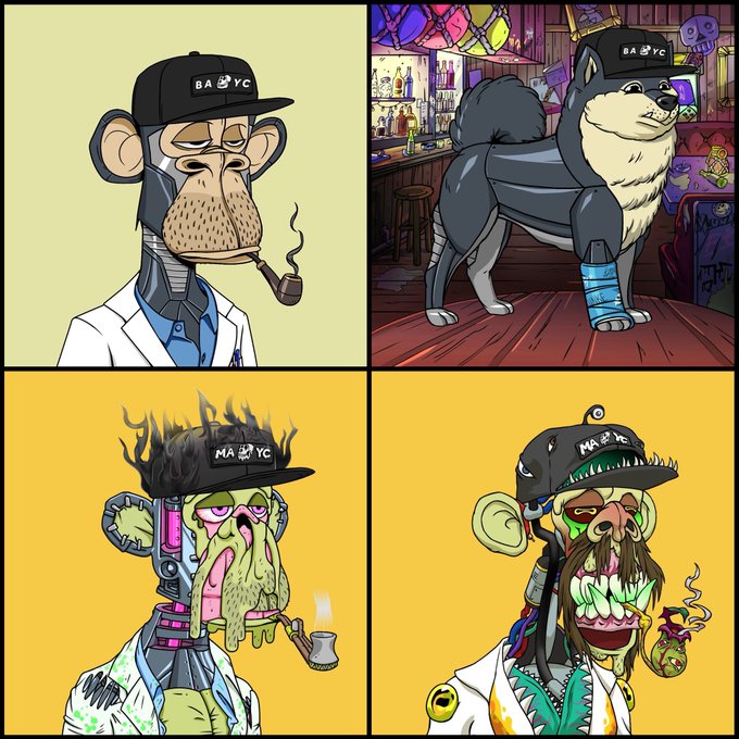 A four-panel NFT-style illustration showing a monkey character transforming across stages: a relaxed monkey in a lab coat with a pipe, a cyborg dog with a cap, a monstrous zombie-like creature, and a crazed version smoking and wearing a 'MAYC' cap.