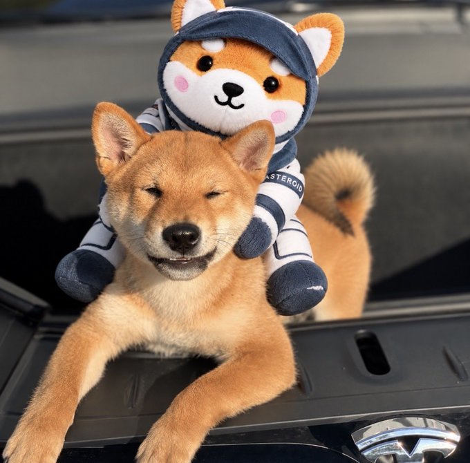 A Shiba Inu dog rests on the back of a car with its eyes closed, wearing a plush astronaut-themed Shiba Inu costume complete with a helmet and blue spacesuit.