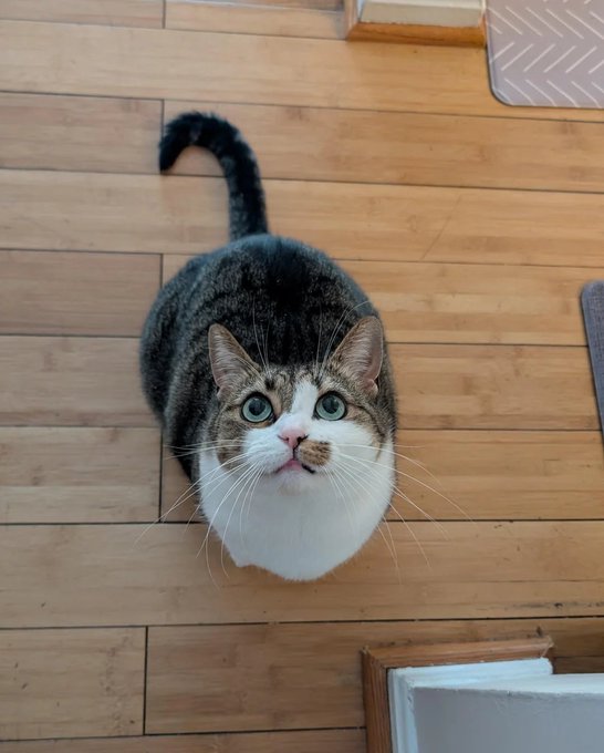 A tabby and white cat sits on a wooden floor looking up at the camera, with a white litter box partially visible in the corner.