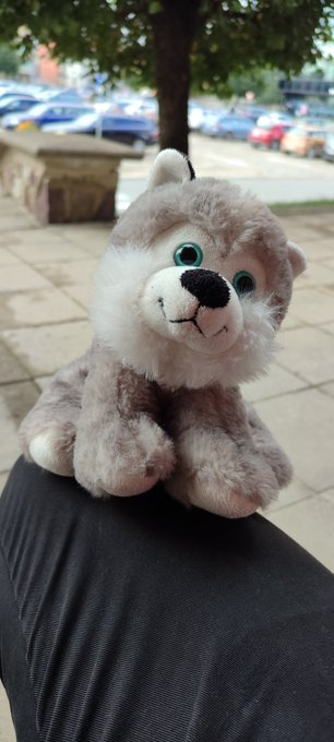 A gray and white plush husky toy sitting outdoors on a dark surface with parked cars visible in the background.