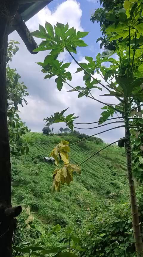 None