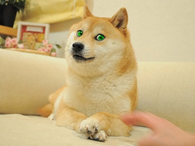 A Shiba Inu dog with striking bright green eyes sits on a beige couch, looking toward a human hand reaching out to pet it.
