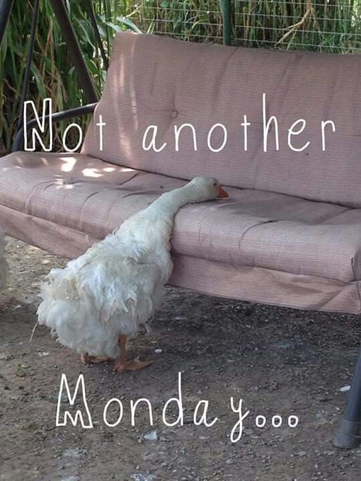 A white goose rests its head against a pink cushioned outdoor sofa, with the text 'Not another Monday...' overlaid on the image.