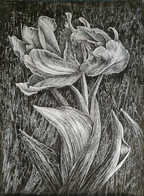 A black and white scratchboard-style artwork depicting a detailed tulip-like flower with leaves and stems, signed by the artist in the bottom right corner.