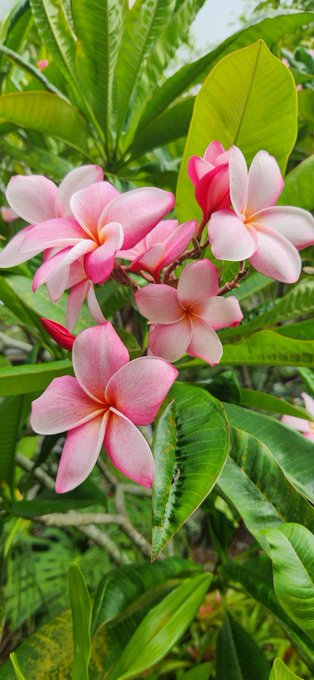 The image features a close-up view of pink flowers with green leaves attached to them. The background appears to be a garden or park, providing a natural setting for the flowers. The caption above the photo reads "Good Morning X fam! @perx_trade is a decentralized perpetual trading platform running on testnet. No noise, just pure building.Bullish on @NomismaNetwork and @useTria are bringing to the table." This suggests that the image might be related to a post about a new cryptocurrency or a comparison between traditional and digital forms of currency.