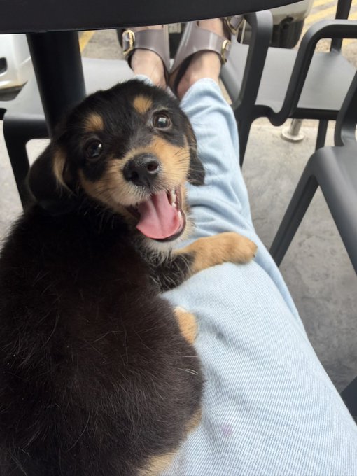 An adorable black and tan puppy with its tongue out sitting on someone's lap, wearing light blue jeans, with sandals visible on the person's feet at an outdoor café.
