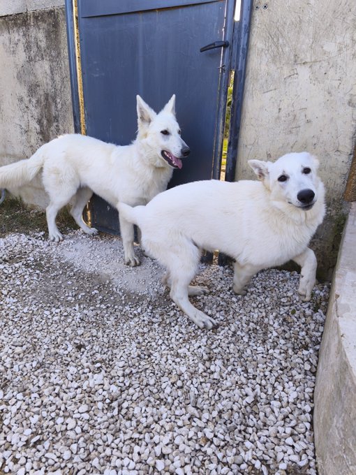 Two white dogs standing on gravel in front of a dark blue door, one appearing to be a German Shepherd mix and the other a similar light-colored breed.