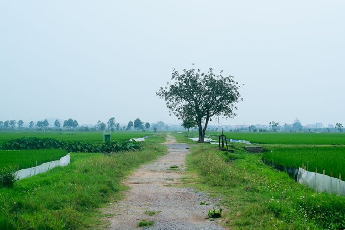 A rural pathway runs through lush green rice paddies with white protective barriers, leading toward a solitary tree on a misty, overcast day.