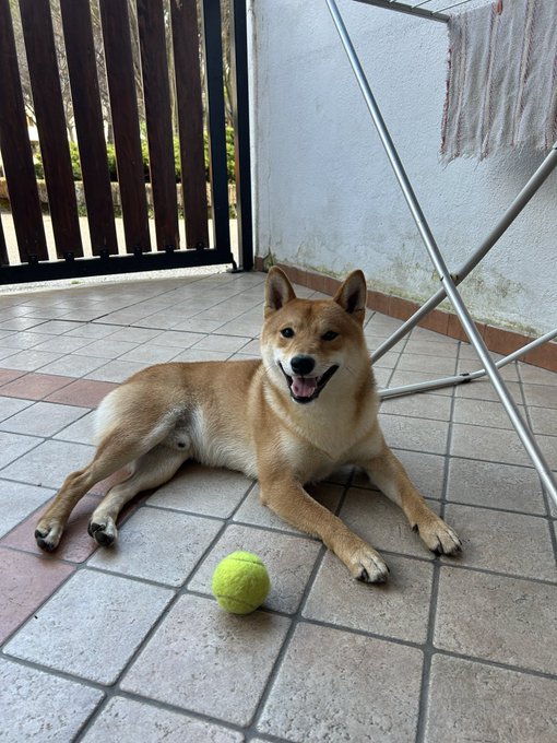 A happy Shiba Inu dog lying on a tiled patio with a yellow tennis ball in front of it, near a wooden gate and a clothes drying rack.