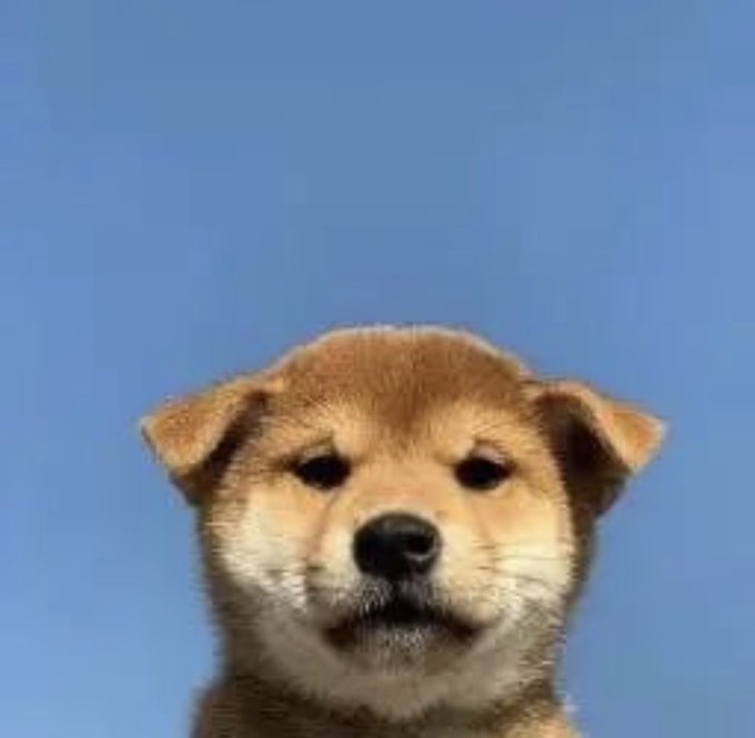 A close-up photo of a Shiba Inu dog's face against a clear blue sky background, the dog having a cream and tan colored coat with a slight smile expression.