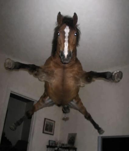 A humorous, surreal photo showing a brown horse appearing to float or hang upside down in the middle of a room with white walls and a doorway visible below.