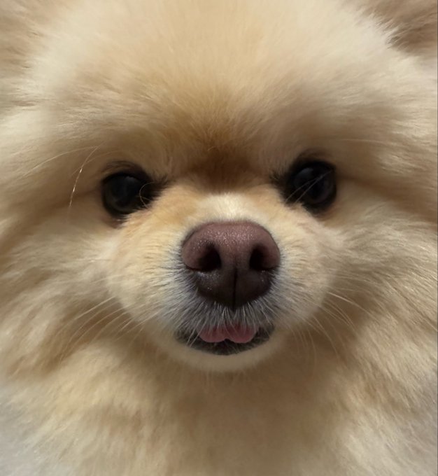 A close-up photograph of a fluffy cream-colored Pomeranian dog with its tongue slightly sticking out.