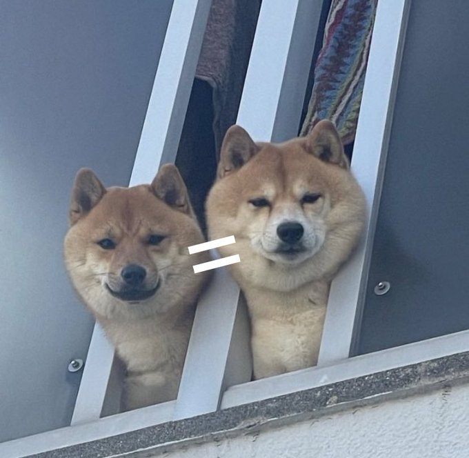 Two Shiba Inu dogs looking through window bars, with an equals sign between them, creating a meme that visually states the dogs are equal or the same.