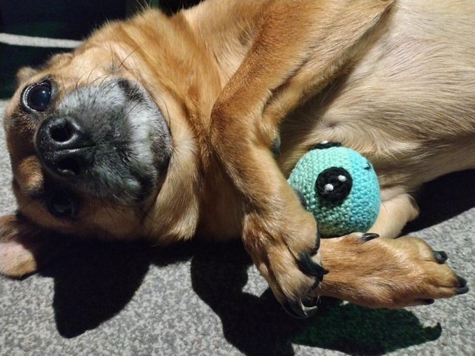 A small brown dog lying on its back on a gray surface, holding a blue crocheted toy with black eyes in its paws.