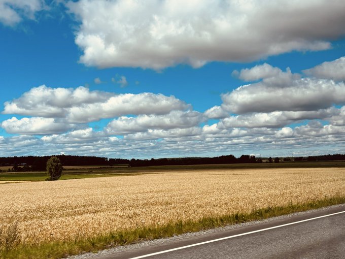 A landscape photograph captures a vast, golden wheat field in the foreground under a vibrant blue sky filled with scattered white clouds, bordered by a paved road on the right.