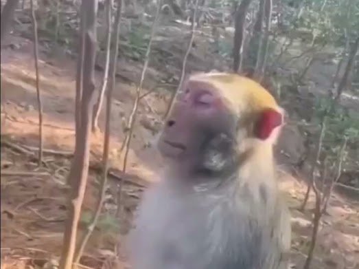 A close-up of a monkey with light-colored fur sitting in a wooded area.