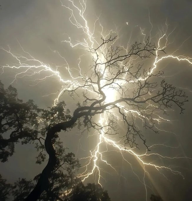 Dramatic photograph of bright lightning bolts branching across a stormy sky, striking behind the silhouetted branches of a leafless tree.