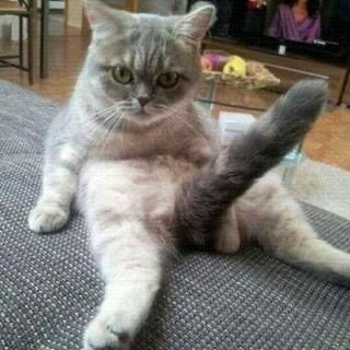 A gray British Shorthair cat lounges on a gray couch with one hind leg raised in an awkward, human-like pose.