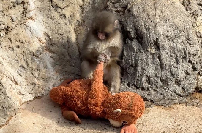 A baby monkey sits against a rock wall while holding the paw of an orange stuffed animal lying on the ground.