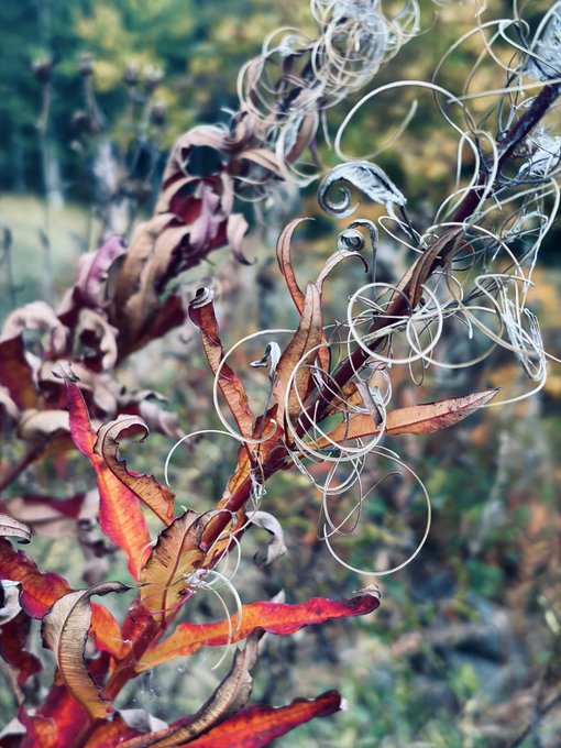 Dried, curling autumn leaves in vibrant shades of red and orange mingle with delicate spiral tendrils of wild plant growth, capturing the quiet beauty of a late-season garden. The image pairs with the "Gm" (good morning) post, offering a warm, nature-inspired greeting to start the day.