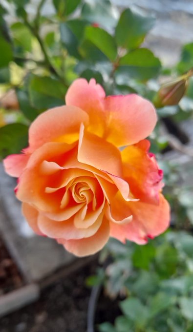 A close-up photograph of a peach and yellow rose in full bloom, surrounded by green leaves.
