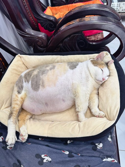 A calico cat sleeping peacefully while lying on its side in a beige cushioned pet bed placed on a chair.