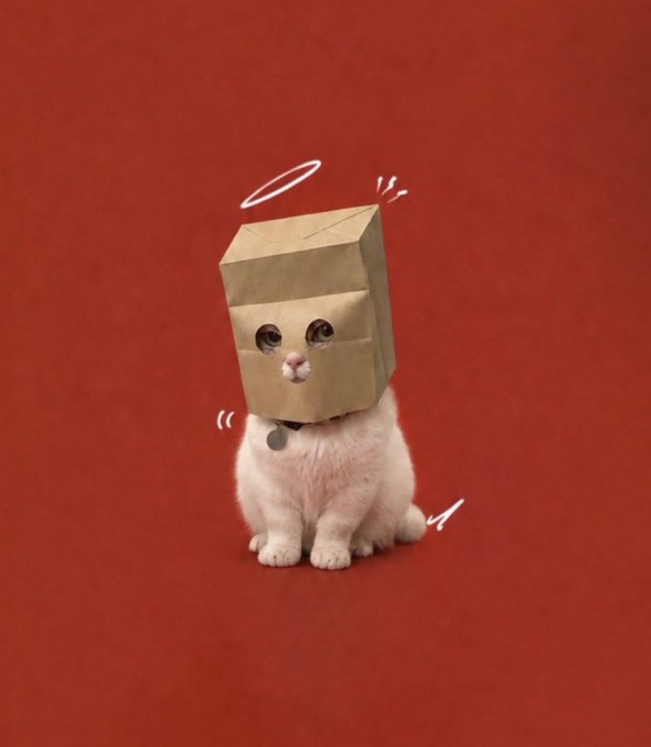 A white fluffy cat wearing a brown paper bag over its head with a hole for its face, sitting against a red background with drawn-on sweat drops and a halo.