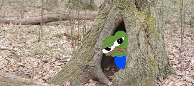 A sad Pepe the Frog meme character peeking out from inside a hollow tree in a forest setting.