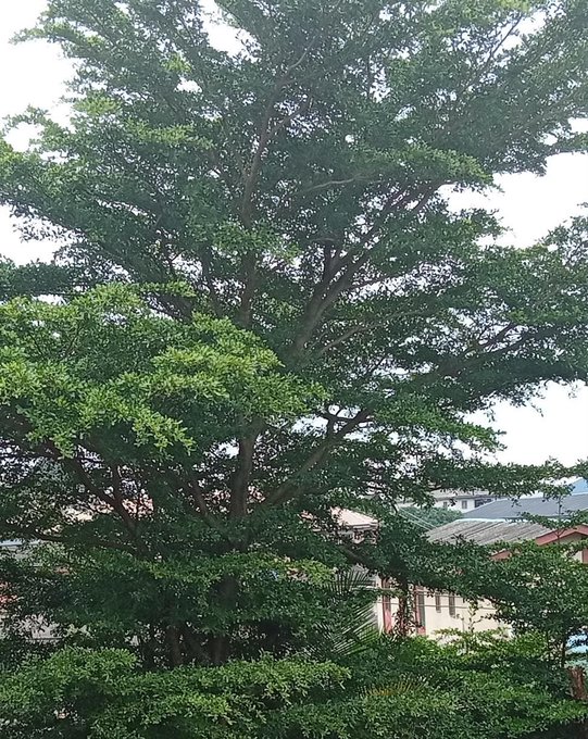 A large, lush green tree photographed from below against a pale overcast sky, with houses and rooftops visible through the foliage in the background.