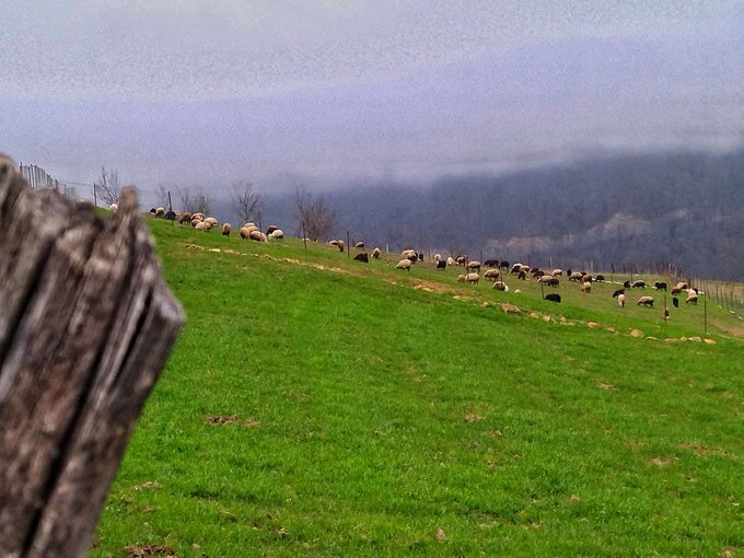 A herd of sheep and cattle graze on a lush green hillside under a misty, overcast sky with mountains in the background.