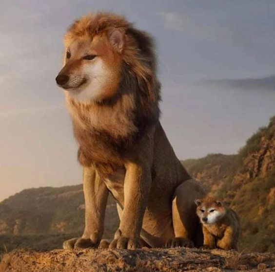 "The $DOGE King."