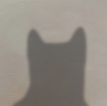 The silhouette of a cat's head and ears is visible against a frosted or foggy glass surface.