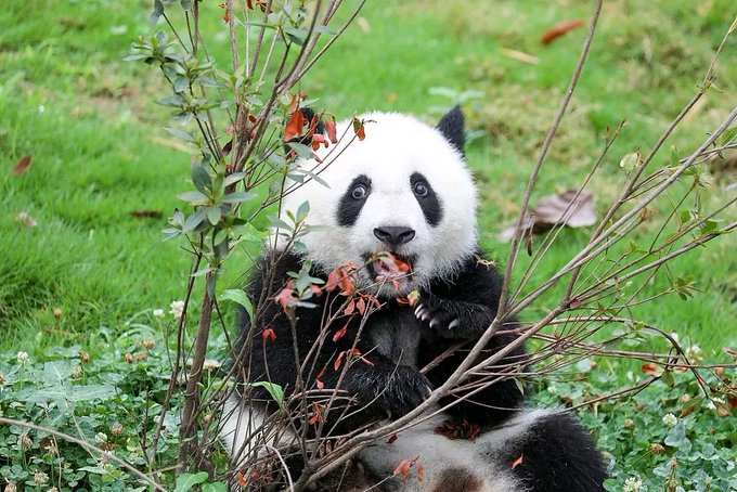 A photograph of a giant panda sitting in a grassy area, eating leaves from a bush with red and green foliage.