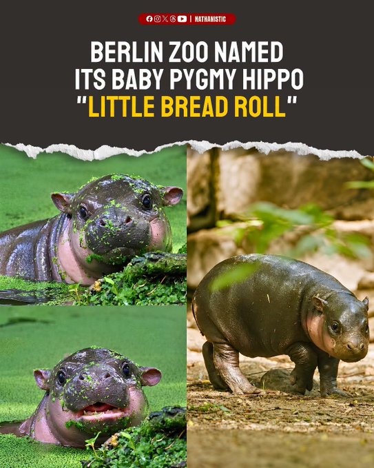 A collage from 'NATHANISTIC' announcing that the Berlin Zoo named its baby pygmy hippo 'LITTLE BREAD ROLL', showing multiple photos of the cute animal.