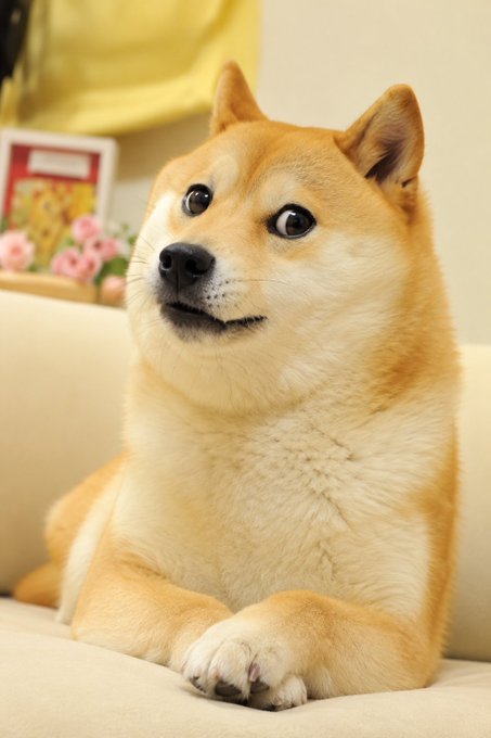 A Shiba Inu dog with tan and white fur lies on a beige couch, looking attentively to the side in a brightly lit room.