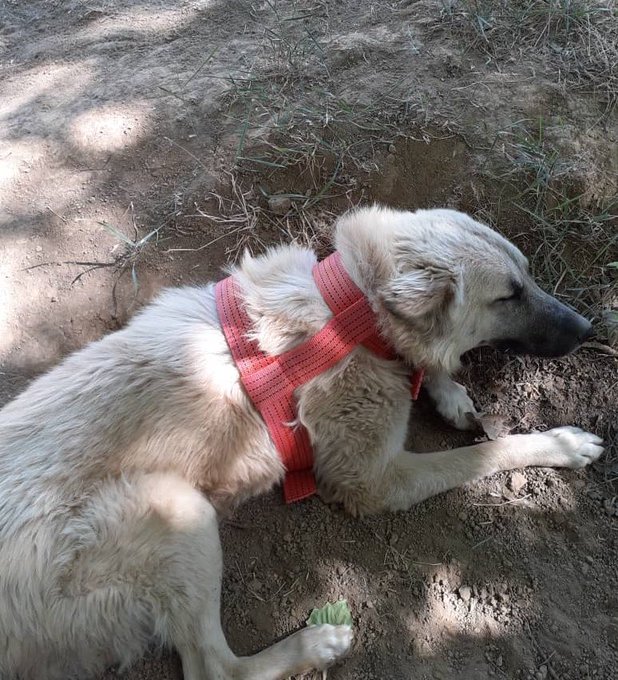 A light-colored dog with a dirty coat rests in a dirt hole in the ground, wearing a red mesh harness under the dappled sunlight.