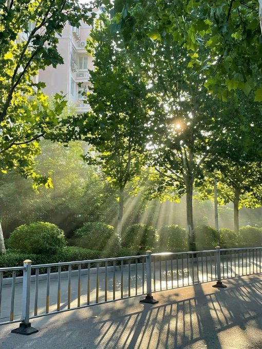 Sunlight streams through a row of leafy green trees, casting long shadows on a fenced walkway next to a building.