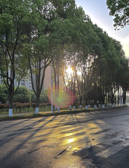 A scenic photograph of a tree-lined street with sunlight streaming through the branches at sunset, casting long shadows on the wet pavement.