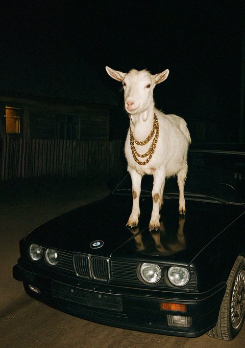 A photograph of a white goat wearing thick gold chains standing on the hood of a black BMW at night.