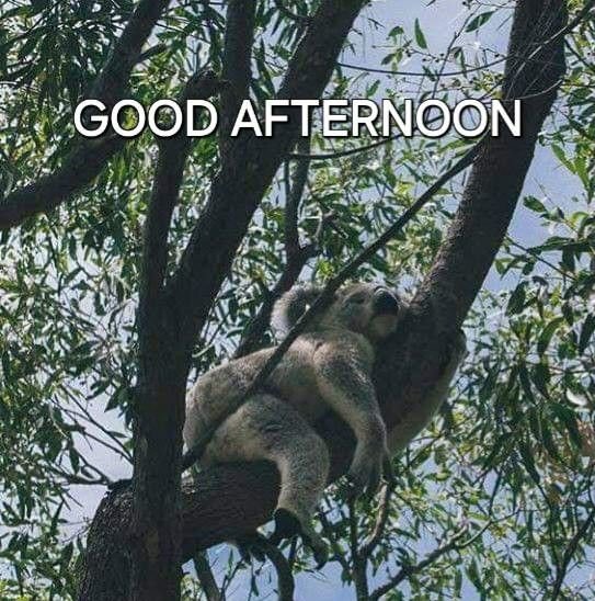 A koala sleeps peacefully in a tree, with the text "GOOD AFTERNOON" displayed across the top of the image.