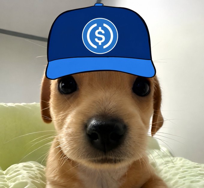 The image features a small brown dog wearing a blue baseball cap with a white logo that says "S" on it, sitting on top of a green blanket or cushion. The caption below the photo reads "$ Billy At the end its simple
