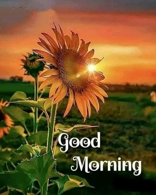 A vibrant sunflower field at sunset with the text 'Good Morning' written in white script across the lower right.