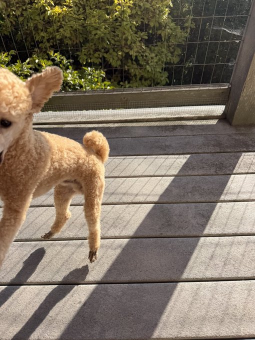 A small, fluffy tan poodle stands on a sunlit wooden deck with greenery and wire fencing in the background, with the "gm" caption suggesting a cheerful morning greeting featuring the dog in bright daylight.