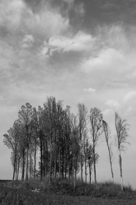 A black and white photo of a row of tall trees standing against a sky filled with wispy clouds.